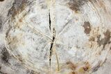 Polished Petrified Wood (Oak) Slab - Oregon #68046-1